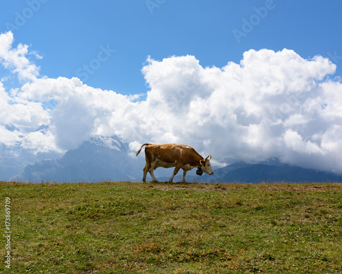 Swiss cow grazing in Alps
