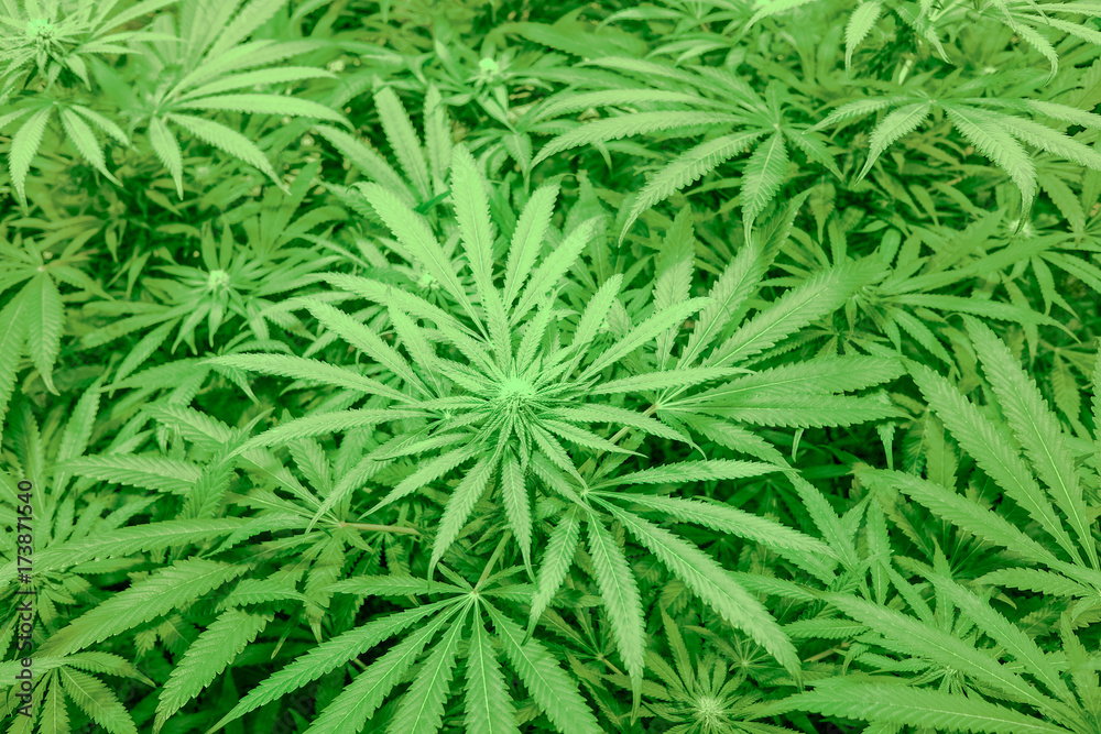 Cannabis sativa in California in USA Cannabis sativa in California in USA