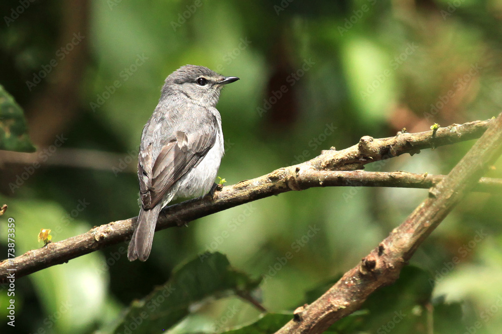 Grey Throated Flycatcher - Bigodi Wetlands - Uganda, Africa Grey Throated Flycatcher - Bigodi Wetlands - Uganda, Africa