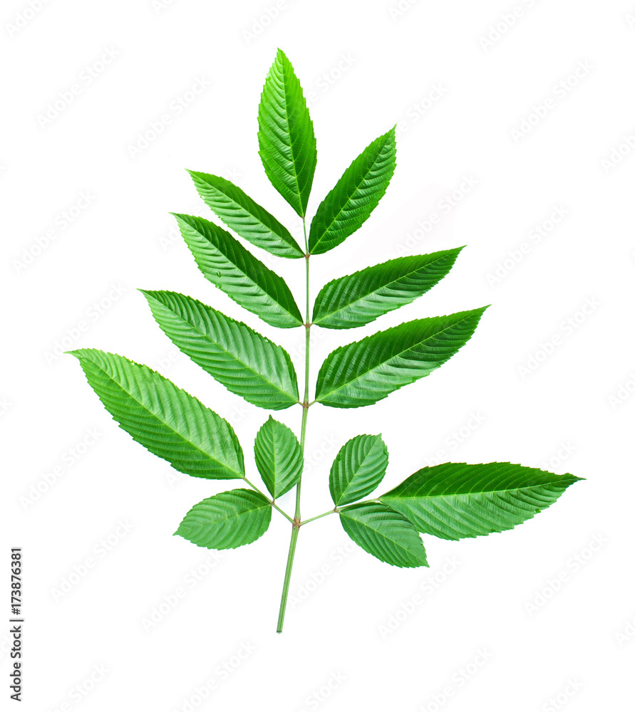leaves isolated on white background leaves isolated on white background
