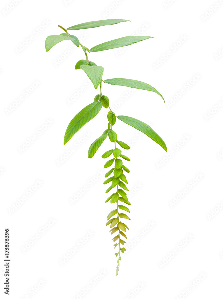 leaves isolated on white background leaves isolated on white background