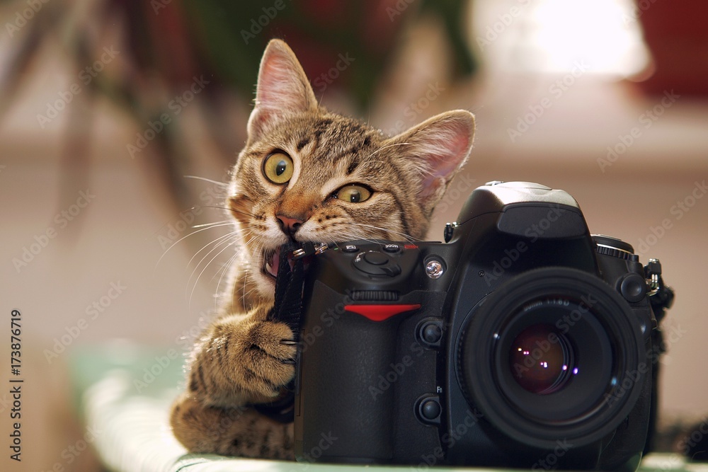 Naklejka Śmieszny kot z kamerą