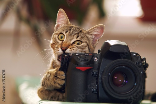 Funny cat with a camera