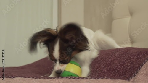 Papillon Continental Toy Spaniel puppy plays funny with ball stock footage video photo