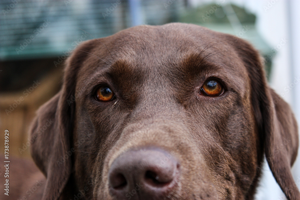 close up of a brown dog with brown eyes