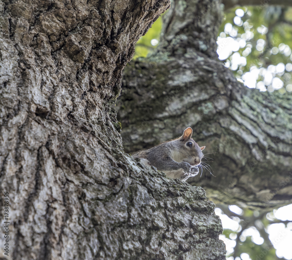 Obraz premium squirrel at the tree