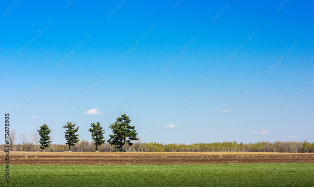 four green trees in the field with blue sky