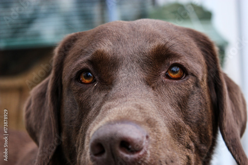 close up of a brown dog with brown eyes