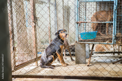Thai dog in the cage