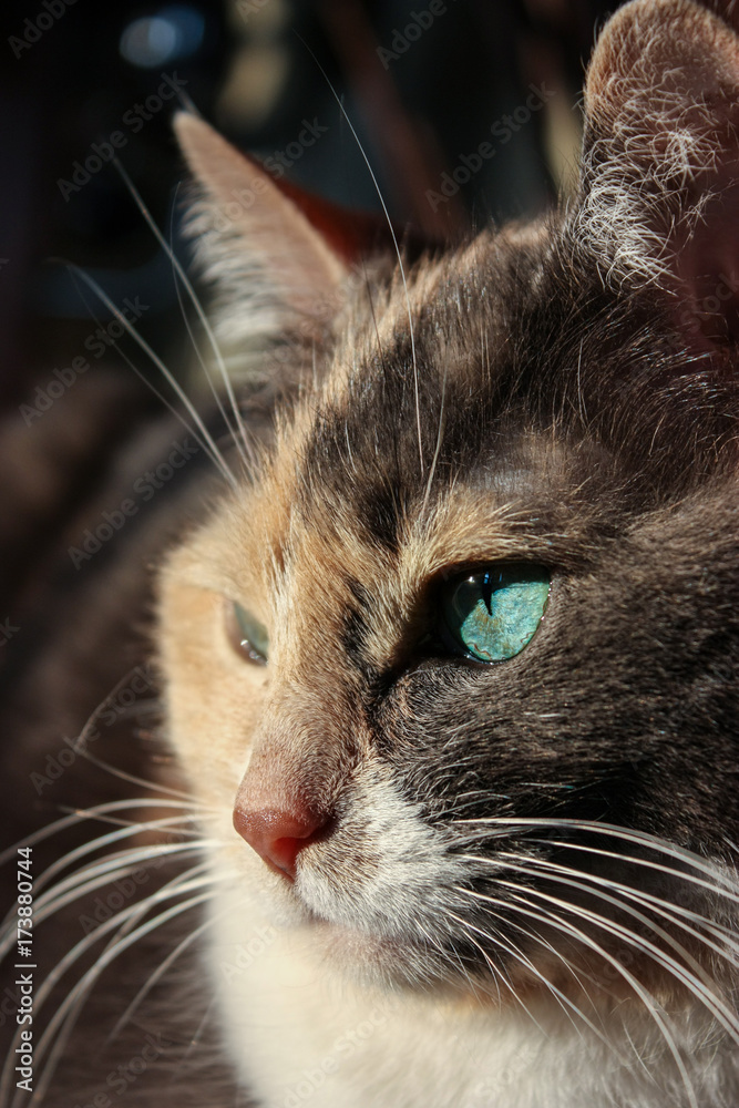 three colored cat with green eye