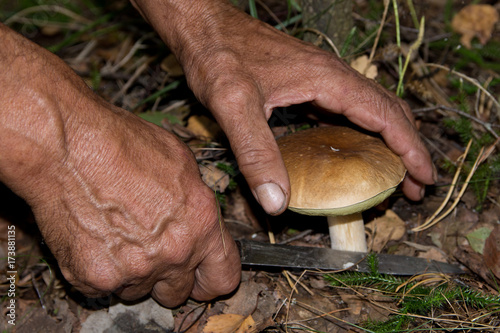 The search for mushrooms in the woods. Mushroom picker, mushrooming . An elderly man cuts a white mushroom with a knife. Men hands, knife, boletus.