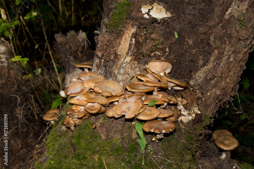 Honey agaric .A lot of honey agaric growing on an old tree in the forest