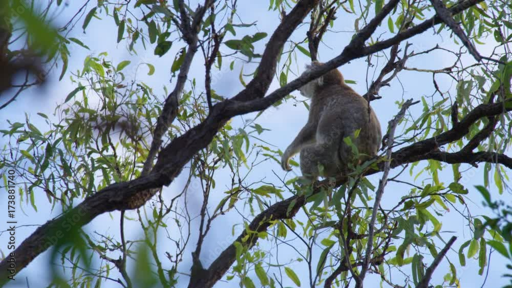 Shot under a tree, a koala is trying to reach leaves while sitting on a branch. Shot under a tree, a koala is trying to reach leaves while sitting on a branch.