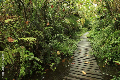 Bigodi Swamps - Uganda photo