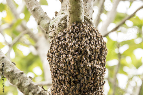  bees were nesting in the trees.