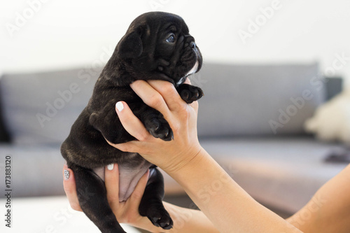 Young newborn french bulldog puppy in owner's hand, looking at her.  photo
