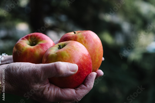 Hands of woman holding three red apples