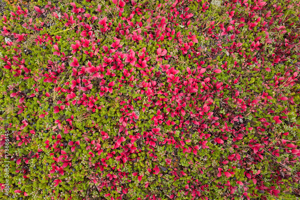 Gavriila Bay, tundra berries in Autumn
