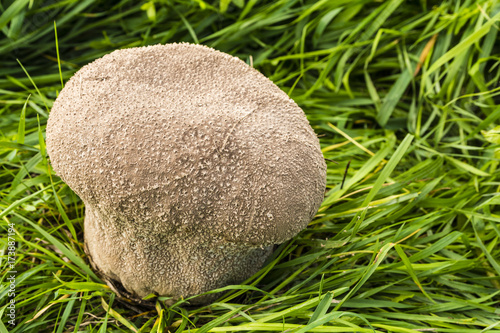 Handkea utriformis is a species of the Lycoperdaceae family of puffballs. photo
