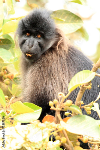 Grey-Cheeked Mangabey - Bigodi Wetlands - Uganda, Africa photo