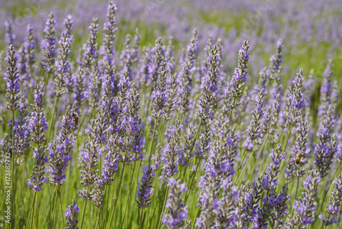 Lavender Festival at 123 Farm