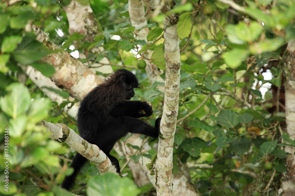 Fototapeta premium Grey-Cheeked Mangabey - Bigodi Wetlands - Uganda, Africa