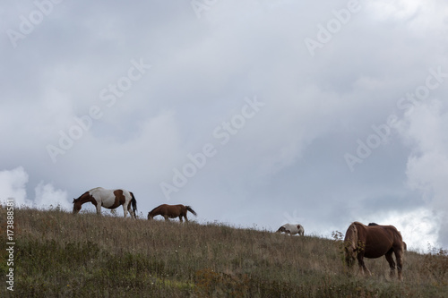 Horses pasturing on top of a hill, beneath an overcast, moody sky © Massimo