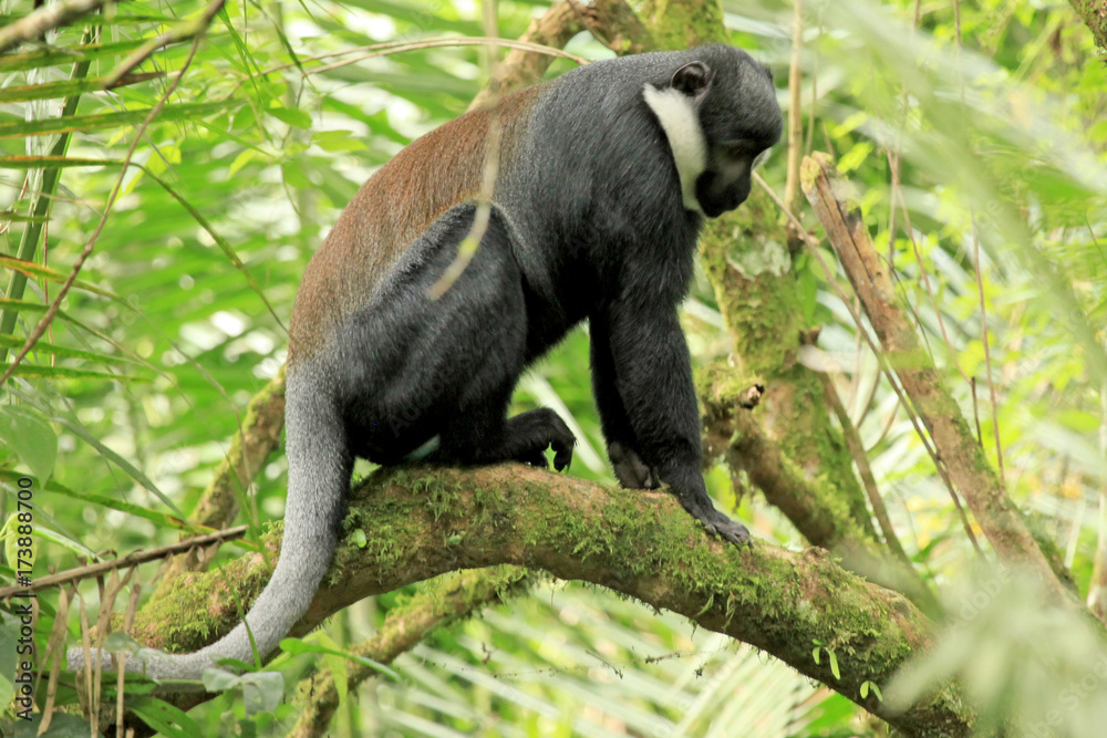 Fototapeta premium L'Hoests Monkey - Bigodi Wetlands - Uganda, Africa