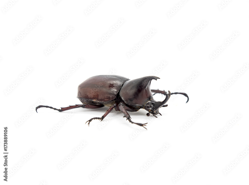 Dynastinae black body isolated on white background Dynastinae black body isolated on white background