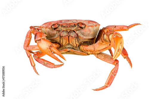 Field crab isolated on white background