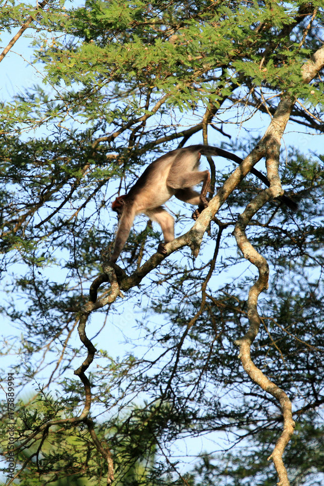 Red Colobus - Bigodi Wetlands - Uganda, Africa Red Colobus - Bigodi Wetlands - Uganda, Africa
