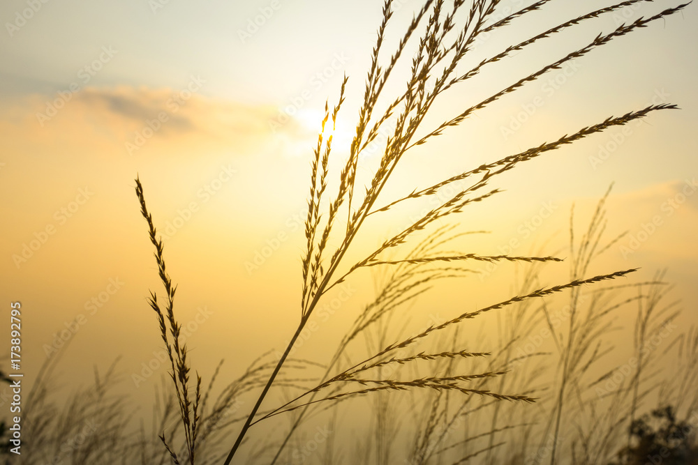 Obraz premium Sunset scene on hight mountain. Silhouette yellow grass and flowers.