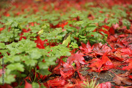 Red Autumn Leaves 