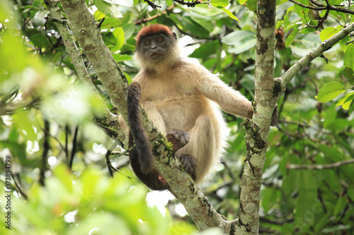 Red Colobus - Bigodi Wetlands - Uganda  Africa