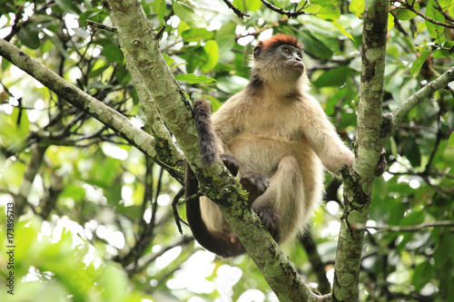 Red Colobus - Bigodi Wetlands - Uganda, Africa