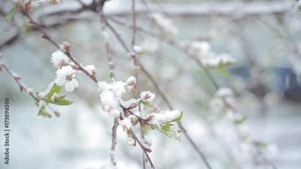 bloom cherry snow falls/Snow falls in the spring and cherry blossoms