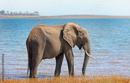 African Elephant standing on the shoreline of Lake Kariba, Zimbabwe