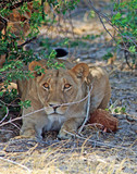 An alert Lioness resting under a bush, looking dorectly ahead in Hwange, Zimbabwe