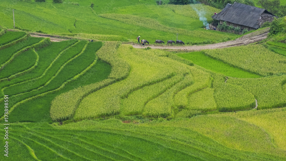 Rice fields in Vietnam.