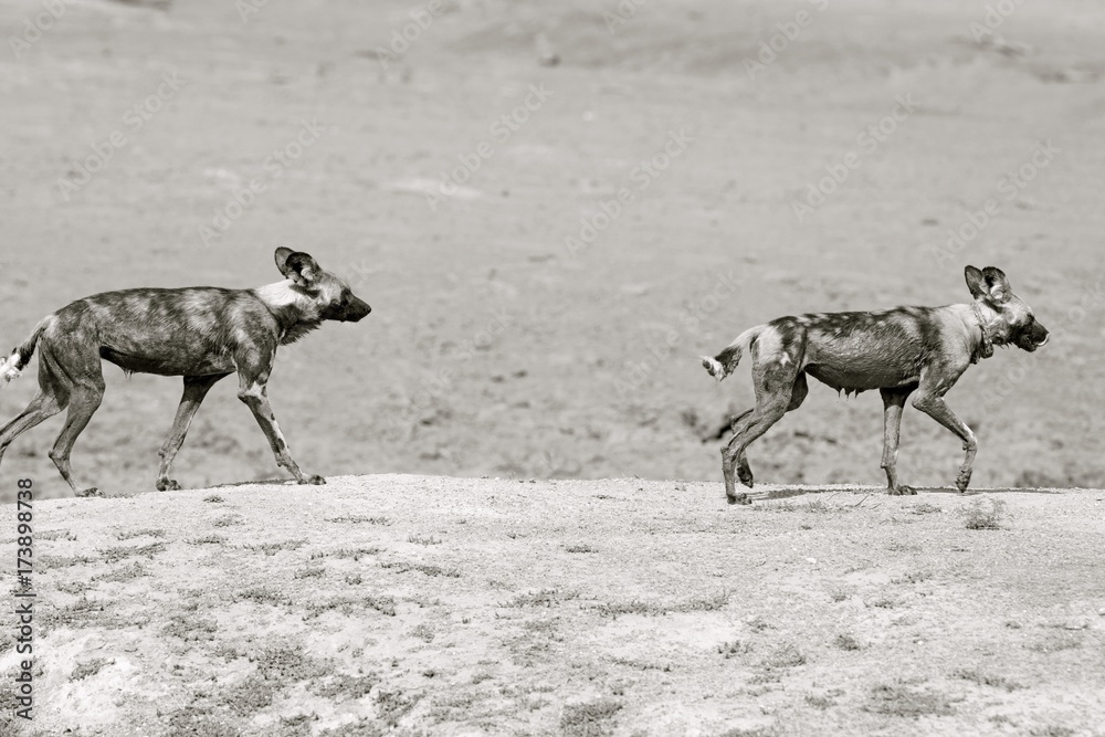 Naklejka premium Two Wild Dogs walking on the dry dusty plains in Erindi, Namibia