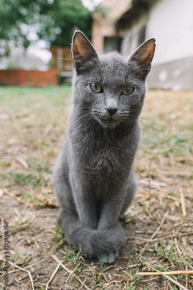 Cute cat at country ranch