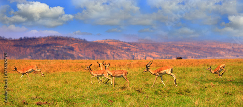Impala prancing through the lush green plains in Matusadona