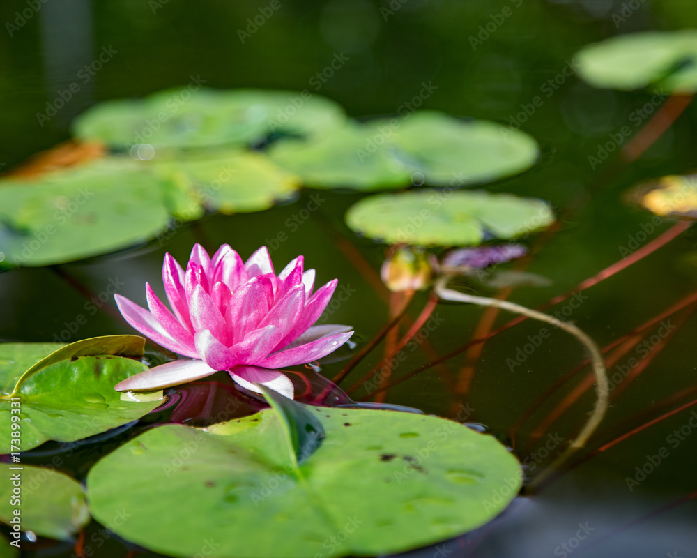 lotus flower pink nature blossom water background beautiful lotus flower pink nature blossom water background beautiful