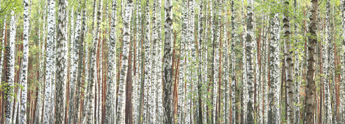 Fototapeta Naklejka Na Ścianę i Meble -  Beautiful landscape with white birches. Birch trees in bright sunshine. Birch grove in autumn. The trunks of birch trees with white bark. Birch trees trunks. Beautiful panorama.