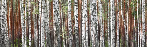 Obraz Piękny krajobraz z brzozami. Brzozy w jasnym słońcu. Gaj brzozowy jesienią. Pnie brzóz. Pnie drzew brzozy.