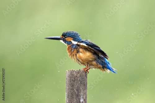 The common kingfisher also known as the Eurasian kingfisher, and river kingfisher, is a small kingfisher with seven subspecies recognized within its wide distribution across Eurasia and North Africa.  © Thongtawat