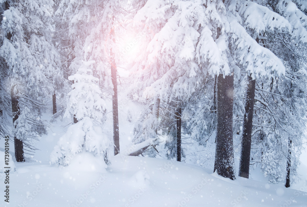 Naklejka premium Winter mountain snowy forest