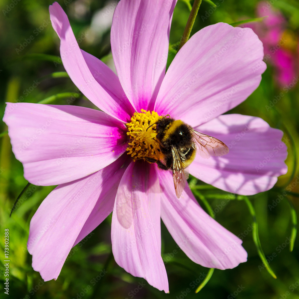 Hardworking bumblebee works on a flower - collects pollen Hardworking bumblebee works on a flower - collects pollen