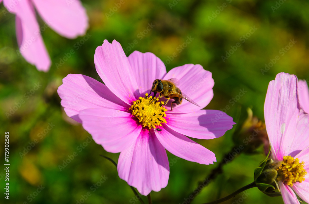 Hardworking bee works on a flower - collects pollen Hardworking bee works on a flower - collects pollen