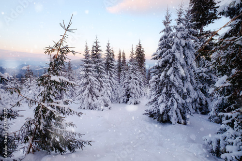 Winter mountain snowy forest © Nickolay Khoroshkov